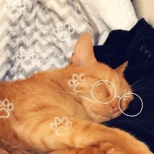 Meet your Posher, Abby